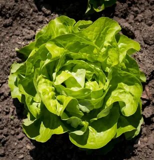 Green vegetable bed