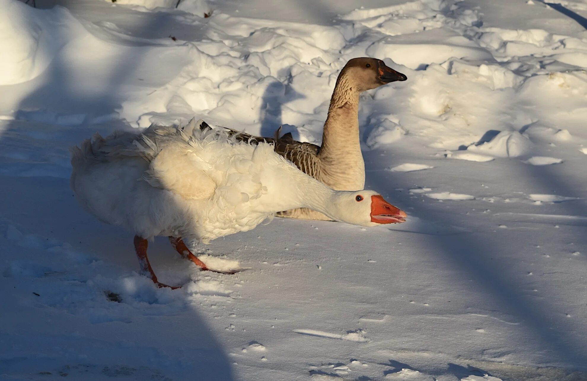 Сноу Гус (Snow Goose). Гуси зимой. Гуси на снегу. Арктический Гусь. Замеченный гусь