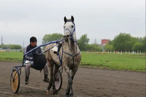 Ипподром новосибирск