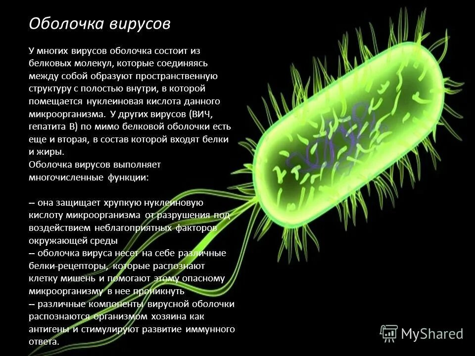 Многообразие вирусов 5 класс презентация