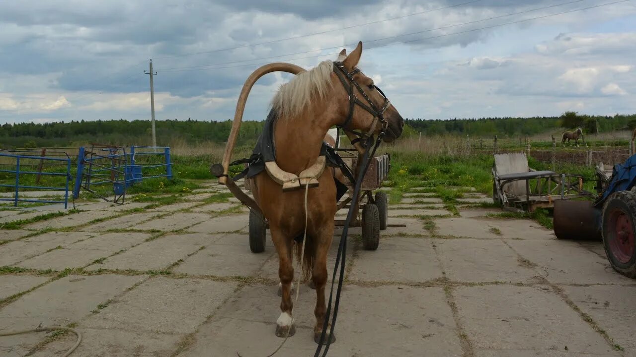 С з гибать. Дуга в упряжи лошади. Лошадь запряжённая с дугой. Дуга Лошадиная упряжка. Супонь для лошади.