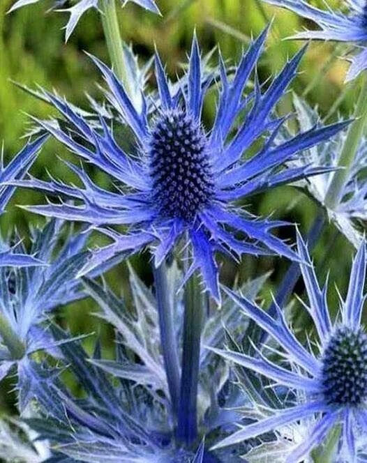 Синеголовник плосколистный блауер цверг. Синеголовник эрингиум. Sea holly. Синеголовник плосколистный blauer zwerg. Синеголовник бурже.