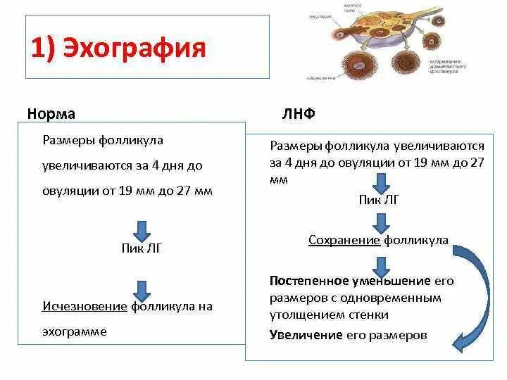 Неовулировавший фолликул. Лютеинизации неовулировавшего фолликула. синдром лютеинизации фолликула. лнф синдром в гинекологии. для синдрома лютеинизации неовулировавшего фолликула характерно.