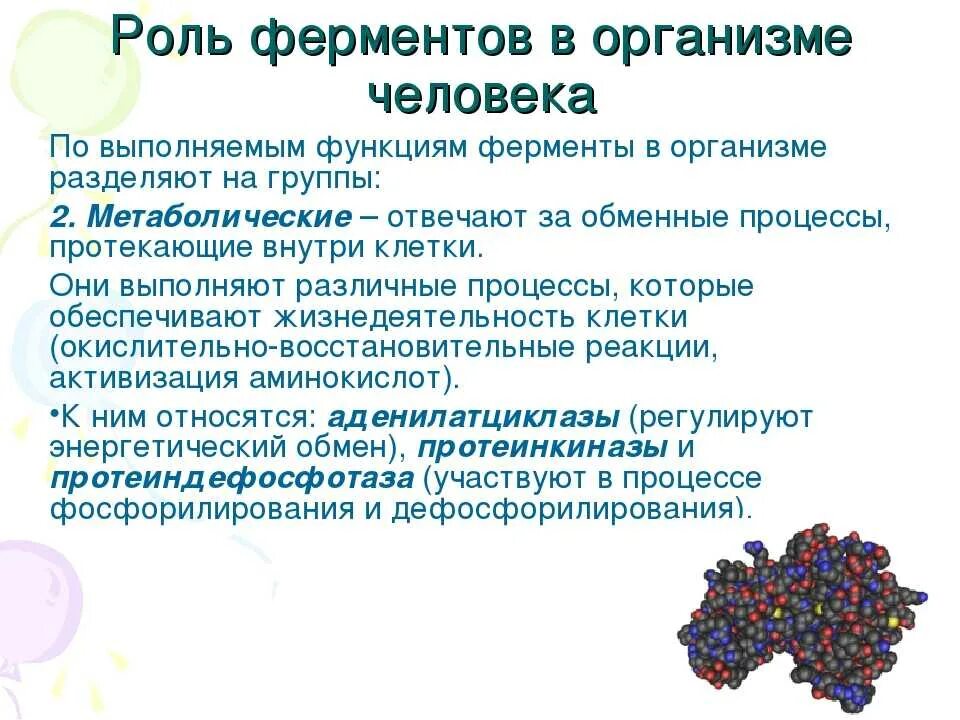 Фермент роста человека. Функции ферментов в организме человека. Роль ферментов в организме человека. Биологическая роль ферментов. Роль ферментов в жизнедеятельности организма.