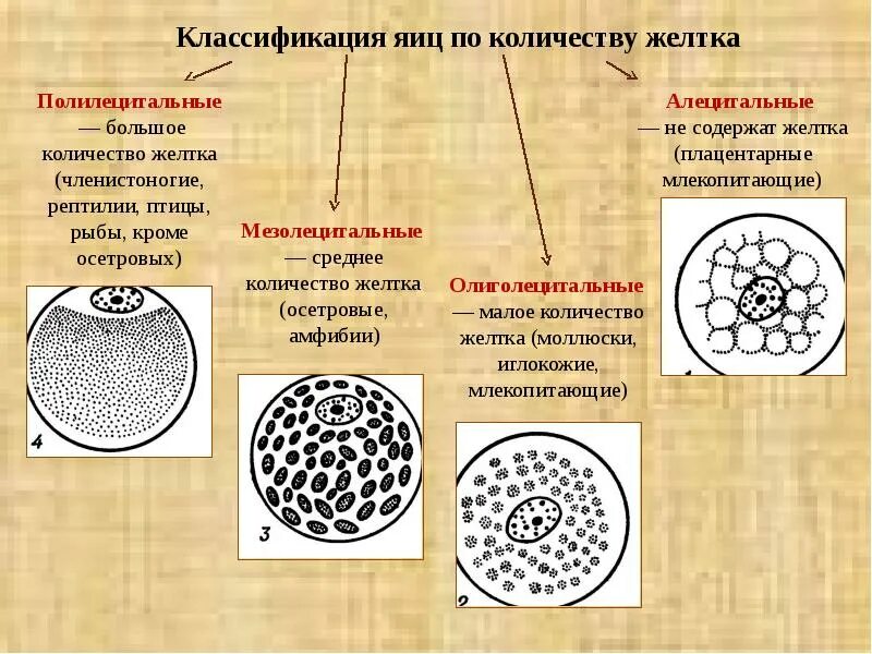 Типы яйцеклеток у позвоночных животных. Классификация яйцеклеток по количеству желтка. Типы яйцеклеток по количеству и распределению желтка. Строение и типы яйцеклеток.