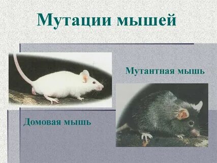 Мутации мышей