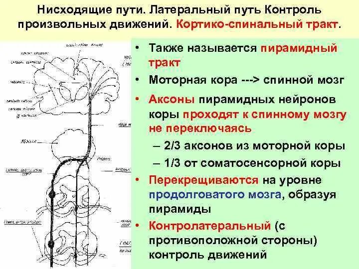 Нисходящая система. Кортикоспинальный пирамидный путь. Пирамидная система кортикоспинальный путь. Кортико спинальный тракт. Латеральный кортикоспинальный пирамидный путь.