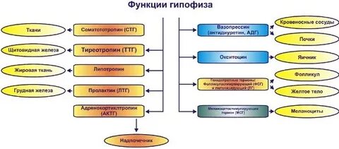 Функции гипофиза