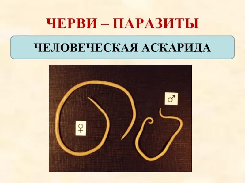 Пищевые паразиты