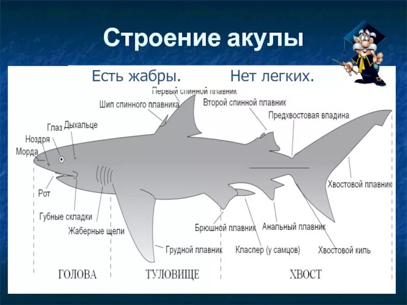 Тип текста акула. Строение жаберного аппарата акулы. внешнее строение акулы. внутреннее строение акулы. акула строение тела.