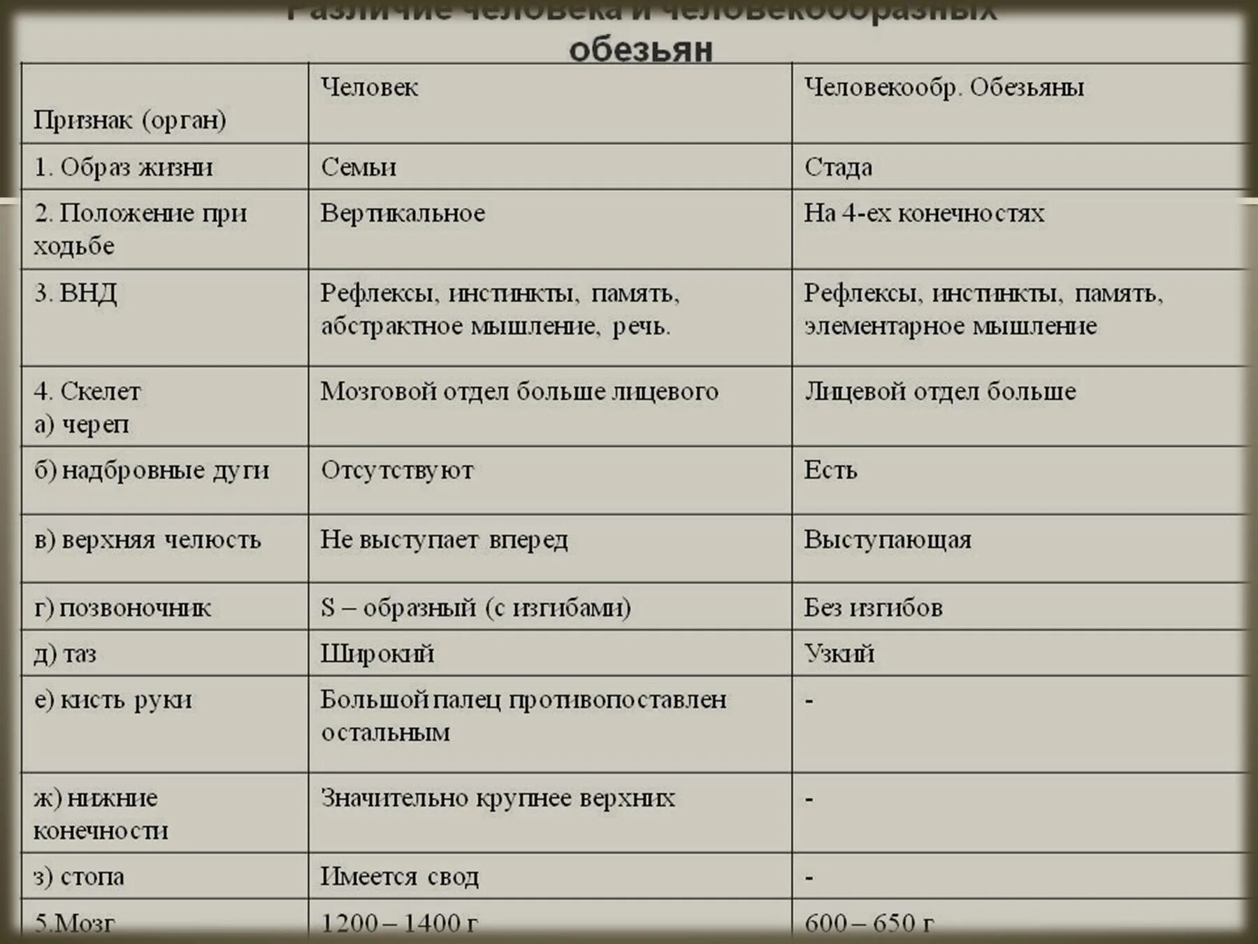 Схожести и различия. Отличительные признаки человека от человекообразных обезьян таблица. Таблица сходствачеловнка и человекобразных обезьян. Различие человека и человекообразных обезьян таблица. Человек и обезьяна сходства и различия.