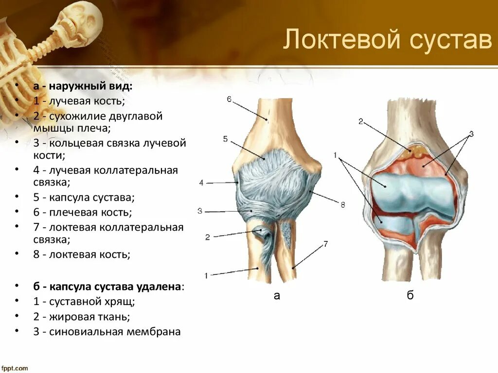 Какие структуры сустава. Локтевой сустав костная анатомия строение. Локтевой сустав суставные поверхности. Локтевой сустав образован костями. Локтевой сустав анатомия строение функции мышцы.