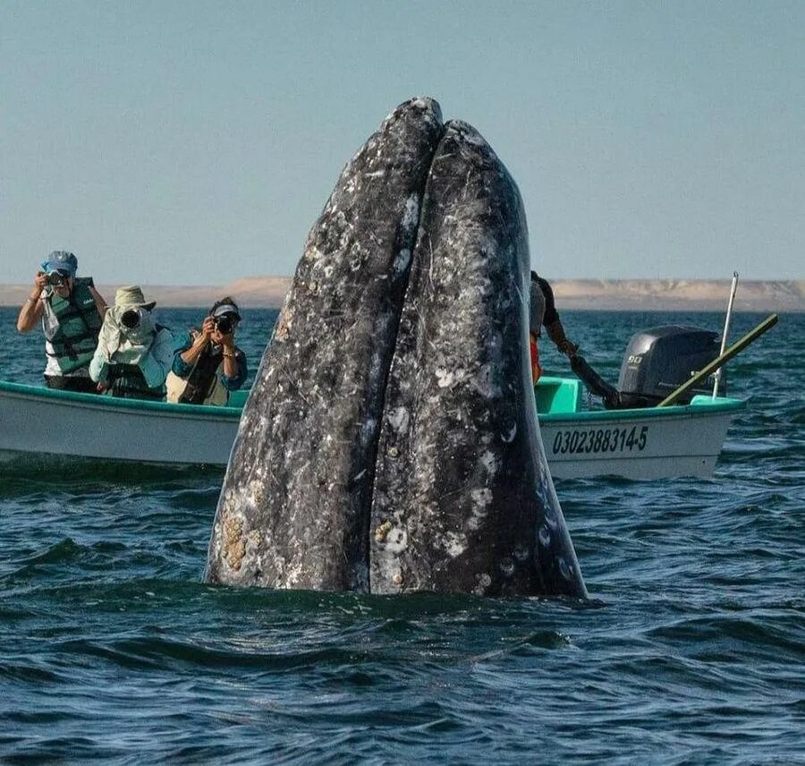 Встретили редкого кита но потом. Кит кук. Финвал (balaenoptera physalus). Bryde's whale feeding. Встретили редкого кита но потом.