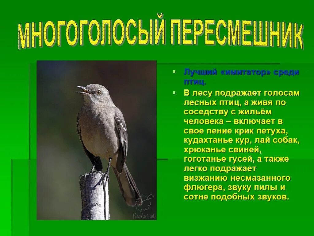 Звуки птиц с названиями. Птица подражатель. Птицы которые подражают голосам других птиц. Лесные птицы многообразие птиц. Птицы имитаторы звуков.