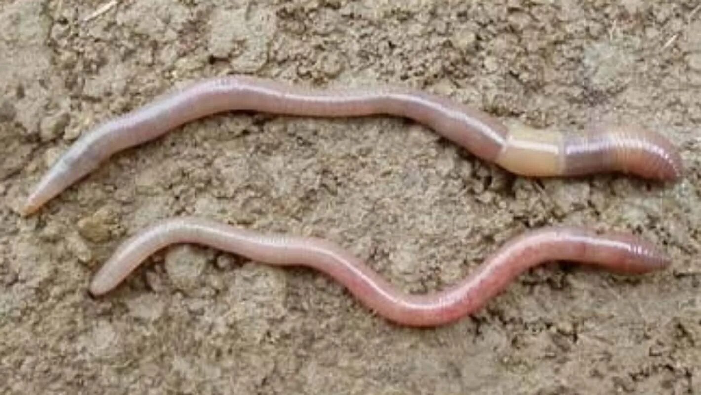 Пашенный червь, Aporrectodea caliginosa.