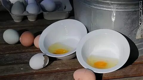 Как выглядит сальмонелла в яйце