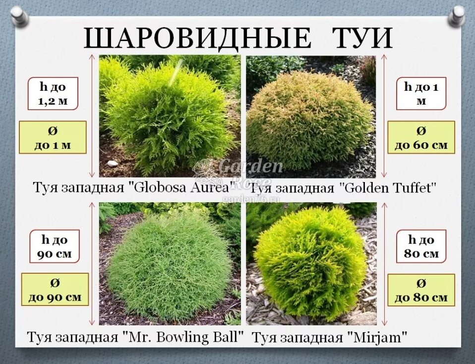 Туя западная даника шарообразная. Туя глобоза даника. Туя западная глобоза ауреа. Туя даника годовой прирост. Туя шаровидная мириам.