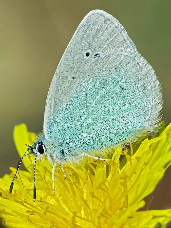 Голубянки чудесной shijimiaeoides divina