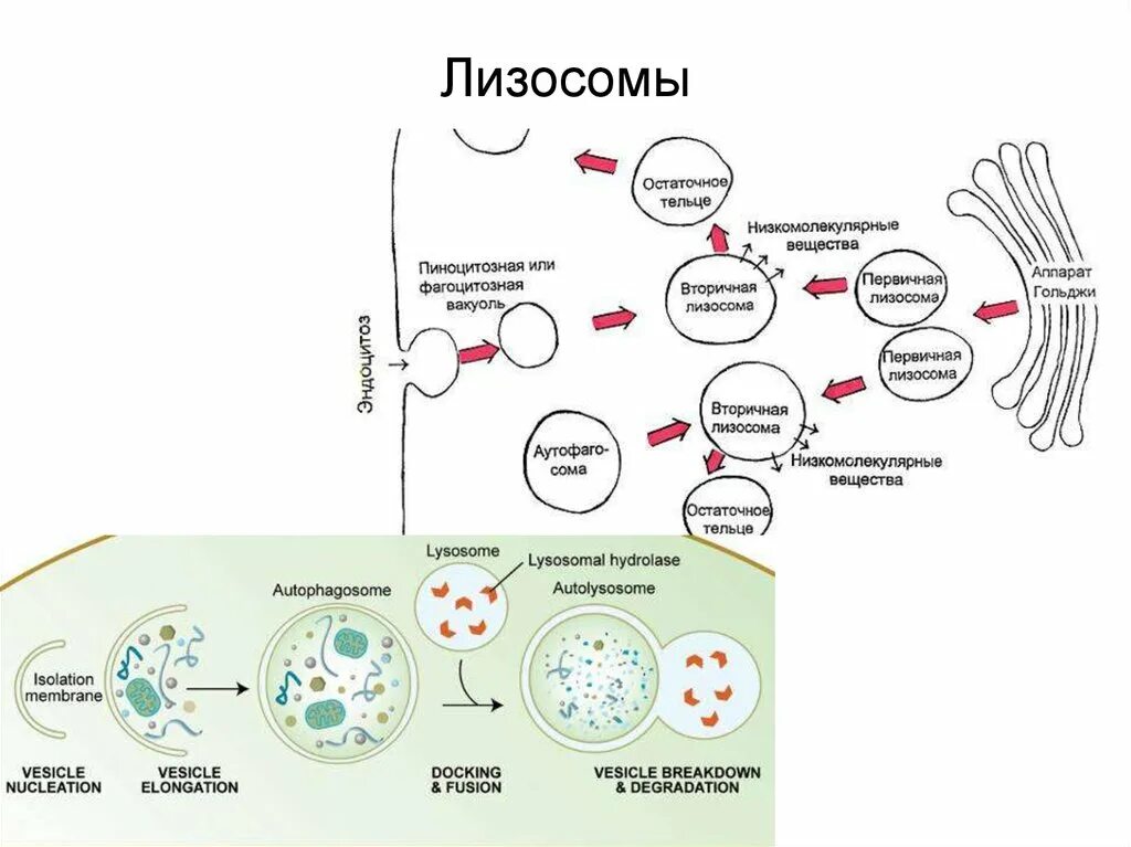 Вторичные лизосомы схема. Первичная лизосома и вторичная лизосома. Лизосомы первичные и вторичные схема. Образование первичных и вторичных лизосом. Реакции в лизосомах