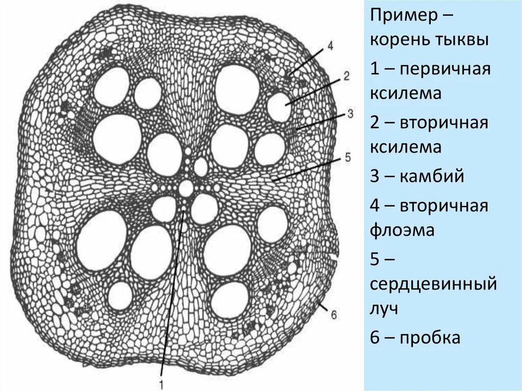 Флоэма стебля тыквы. Поперечный срез корня тыквы строение. Строение корня на поперечном срезе. Ксилема продольный срез. Ксилема и флоэма корня