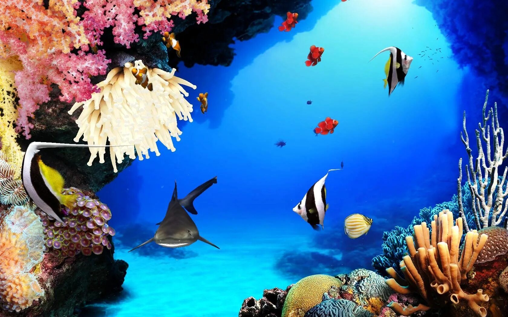 Фотообои дельфины. Красивые рыбы. Мир живых обоев. Живые обои на рабочий стол. Алмазная мозаика дельфины 40х50.