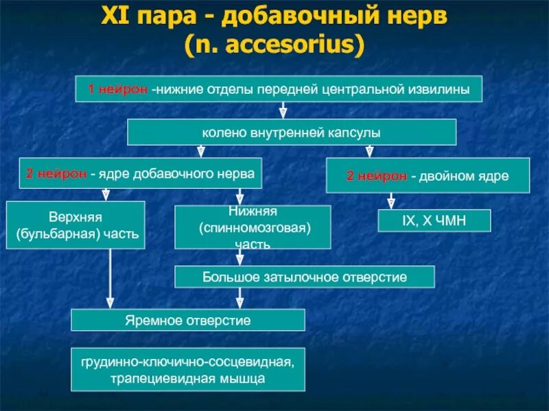 11 черепной нерв. 11 Пара черепных нервов добавочный нерв. 11 Пара добавочный нерв ЧМН. Добавочный нерв анатомия схема. 11 Нерв схема пути.