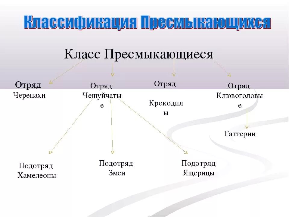 Установите соответствие представители отряды пресмыкающихся. Классификация пресмыкающихся схема. Систематика рептилий 7 класс. Систематика рептилий 7 класс биология. Класс пресмыкающиеся 7 класс биология классификация.