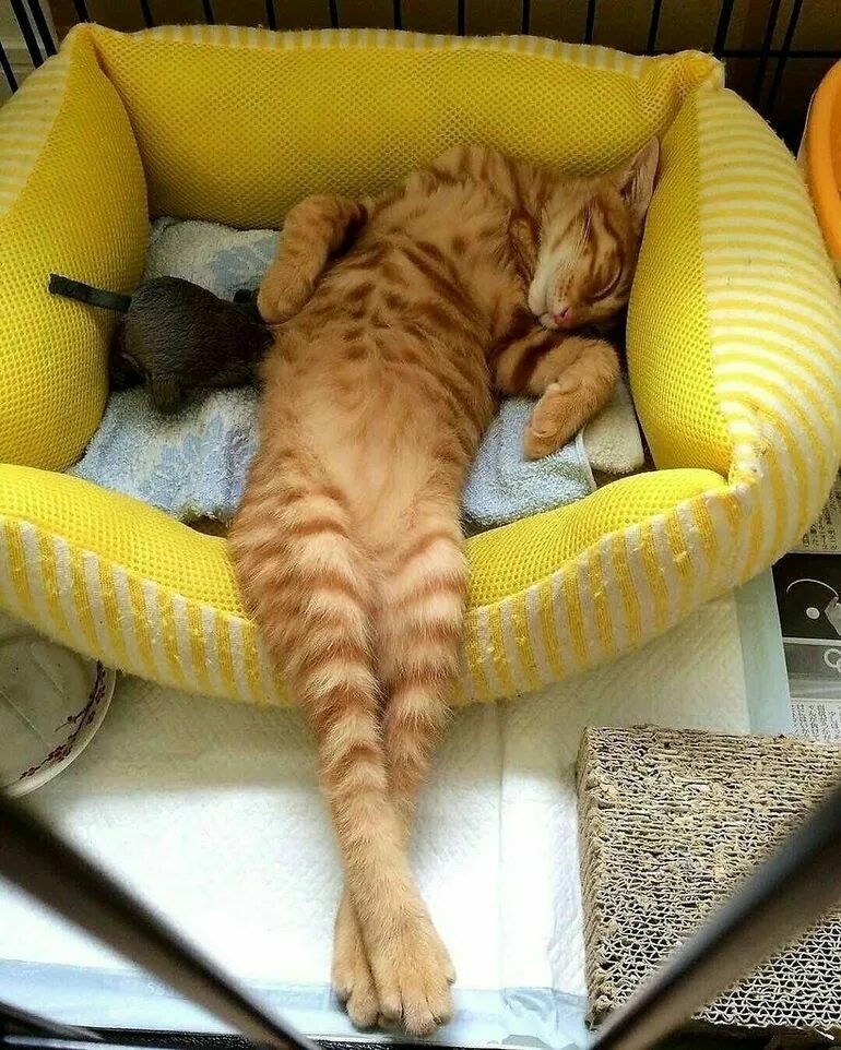 Спящие прикольные картинки. Спящий кот. Спящие котики. Кошка спит. Котики смешные.