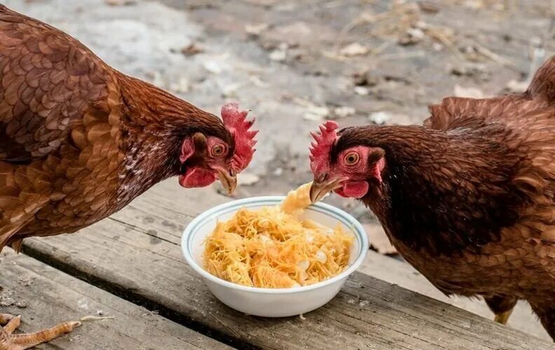 Вредная ли куриная. Питание кур. Корм для куриц.