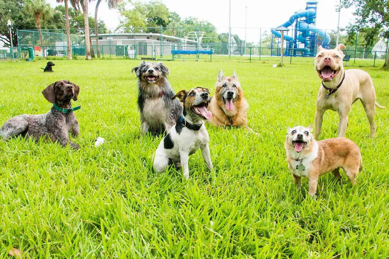 Место собаки 6. Собачьи парки Америка. Собачьи парки США. Парк для собак в Америке. Собака в парке.