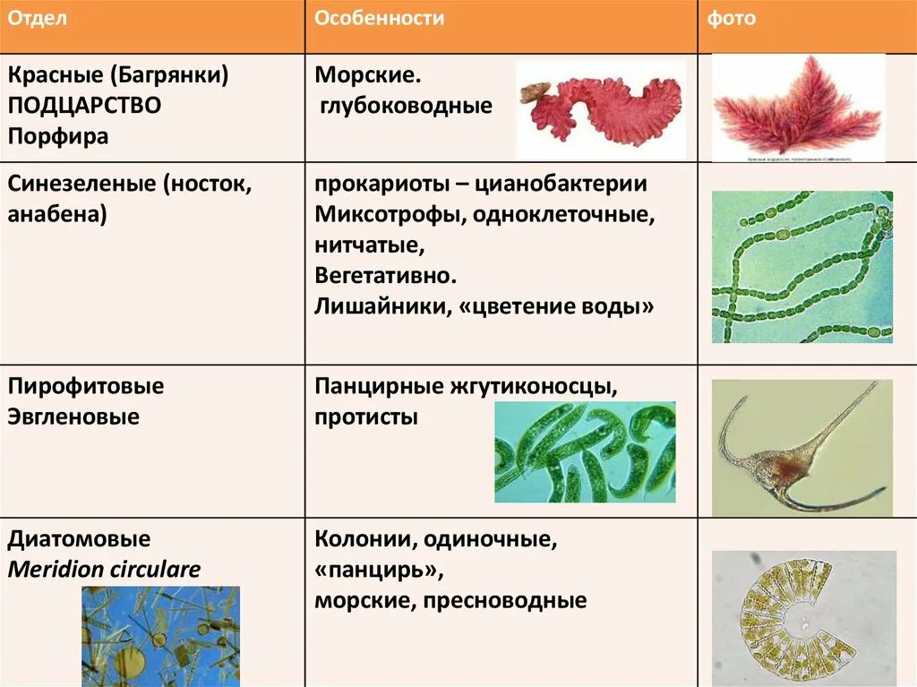 Цианобактерии миксотрофы. Царство растения подцарства багрянки и настоящие водоросли. Подцарство водоросли порфира. Подцарство красных водорослей.