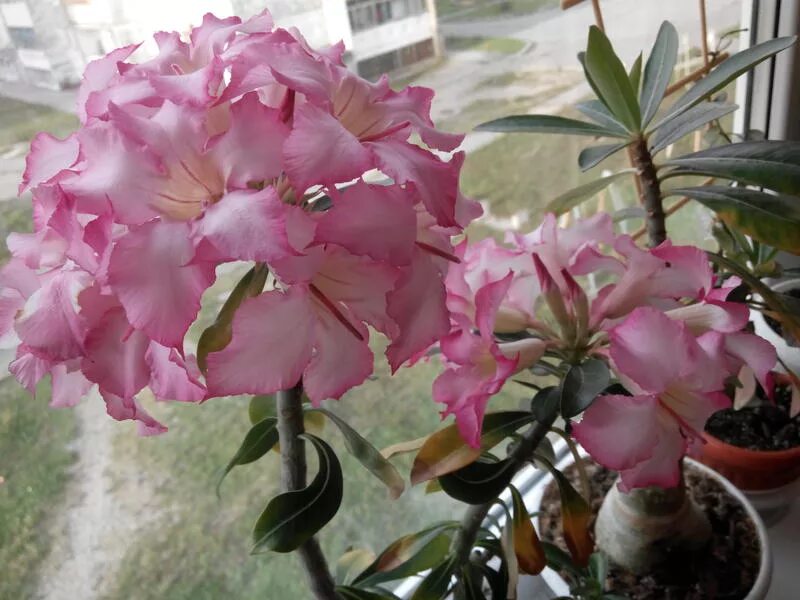 адениум ленд интернет