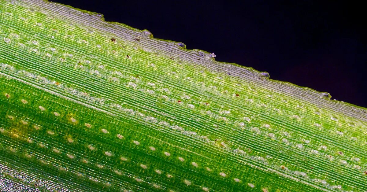 Клетки алоэ. Трава под микроскопом. Растения под микроскопом. Травинка под микроскопом. Пластинка под микроскопом.