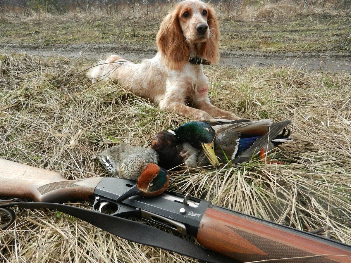 Охотничьи собаки спаниель на зайца. Дратхаар собака на охоте. Охота без собаки. Охота без собаки. Собака охотничья.