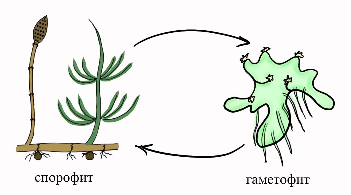 Гаметофит и спорофит. Гаметофит хвоща. Хвощ гаметофит и спорофит. Спорофит хвоща. Виды спорофитов