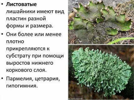 Субстрат лишайника