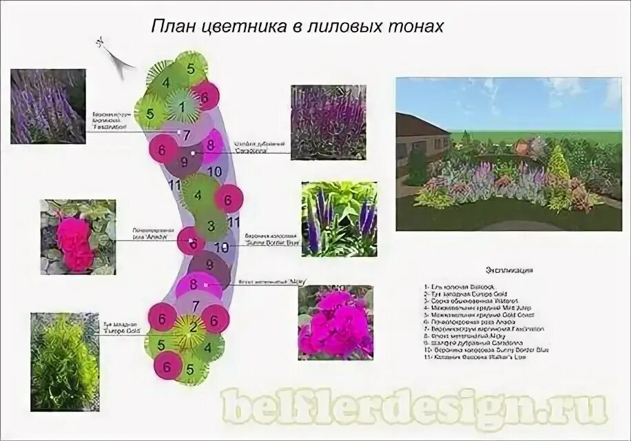 Пита удольфа цветники схема посадки - фото