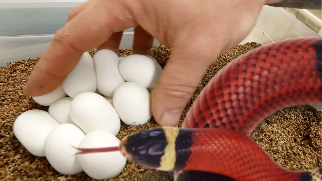 Видео яйца змеи. Rattlesnake Egg. How Snakes Hatch.