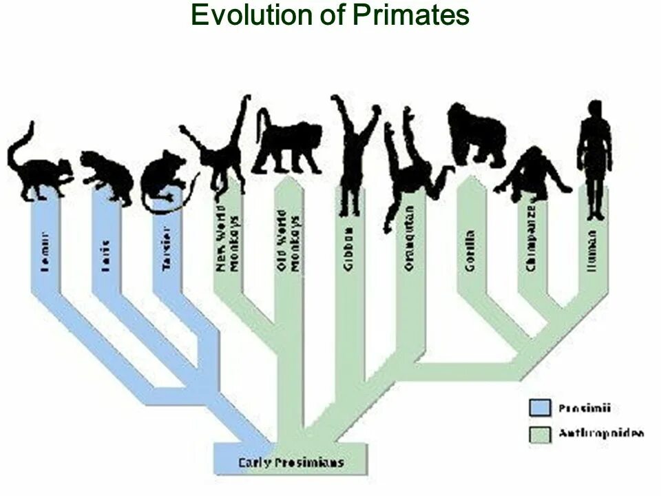 Эволюционное Древо приматов. Эволюционное Древо приматов и человека. Филогенетическое Древо приматов. Дерево развития приматов.