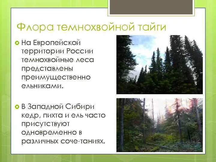 Растения тайги. Пихта сибирская темнохвойная тайга. Восточно сибирская тайга растительность. Растительный мир в таежных лесах русской равнине. Темнохвойная пихтовая тайга сибирь.