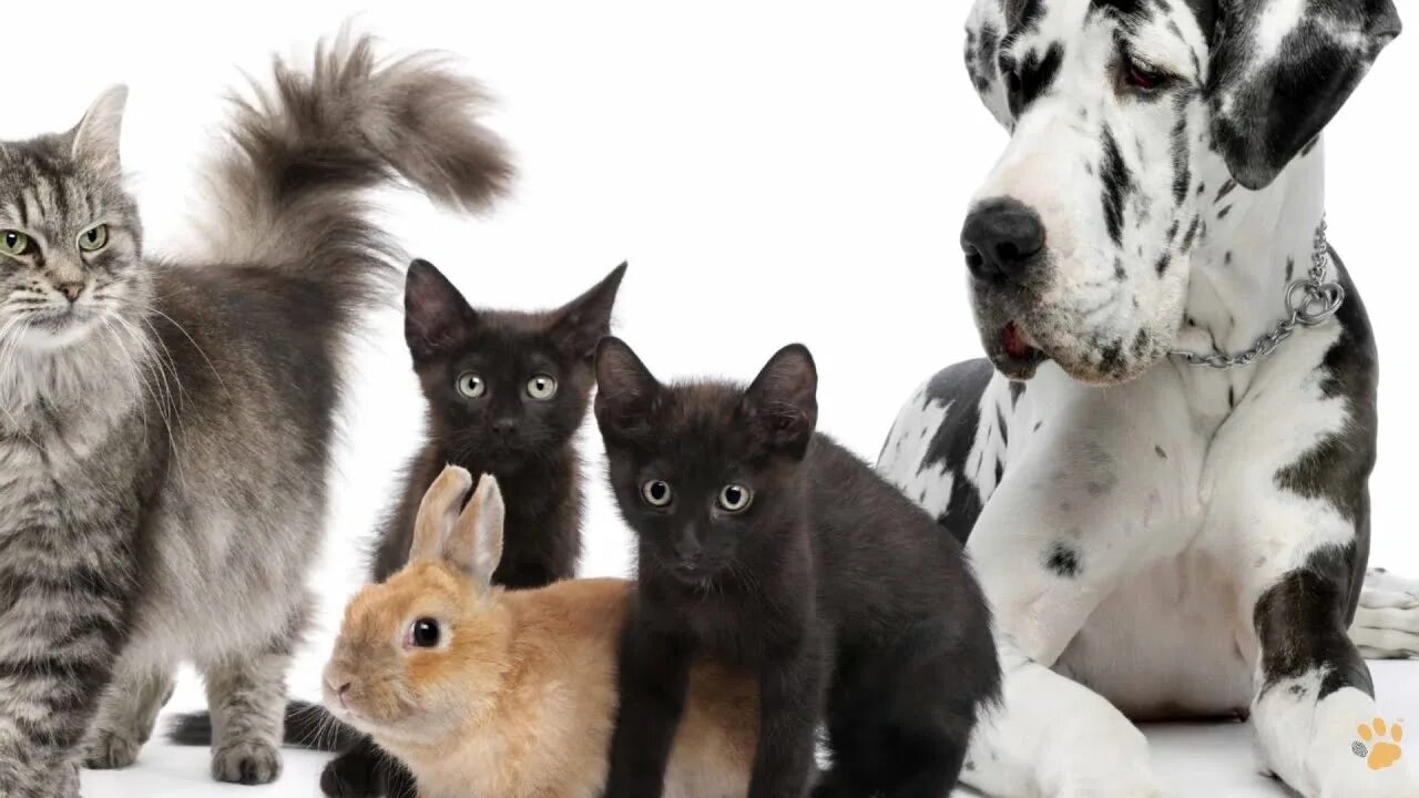 Класс собаки кошки. Домашние питомцы. Кошки и собаки. Разные домашние животные. Домашние животные вместе.