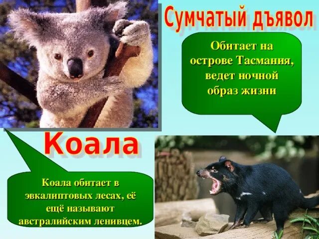 Где обитает коала. Коала среда обитания. Коала среда обитания материк. Коала обитает на материке.