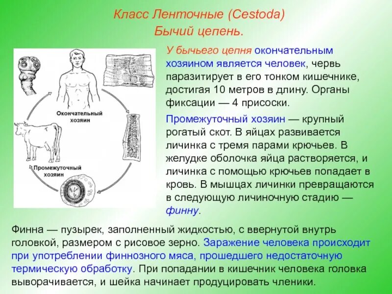Основным хозяином свиного цепня является. Окончательный хозяин бычьего цепня. ленточеве чераи окрнчатеоьный зощяин. характеристика класса ленточные черви (cestoda). органы фиксации ленточных червей.