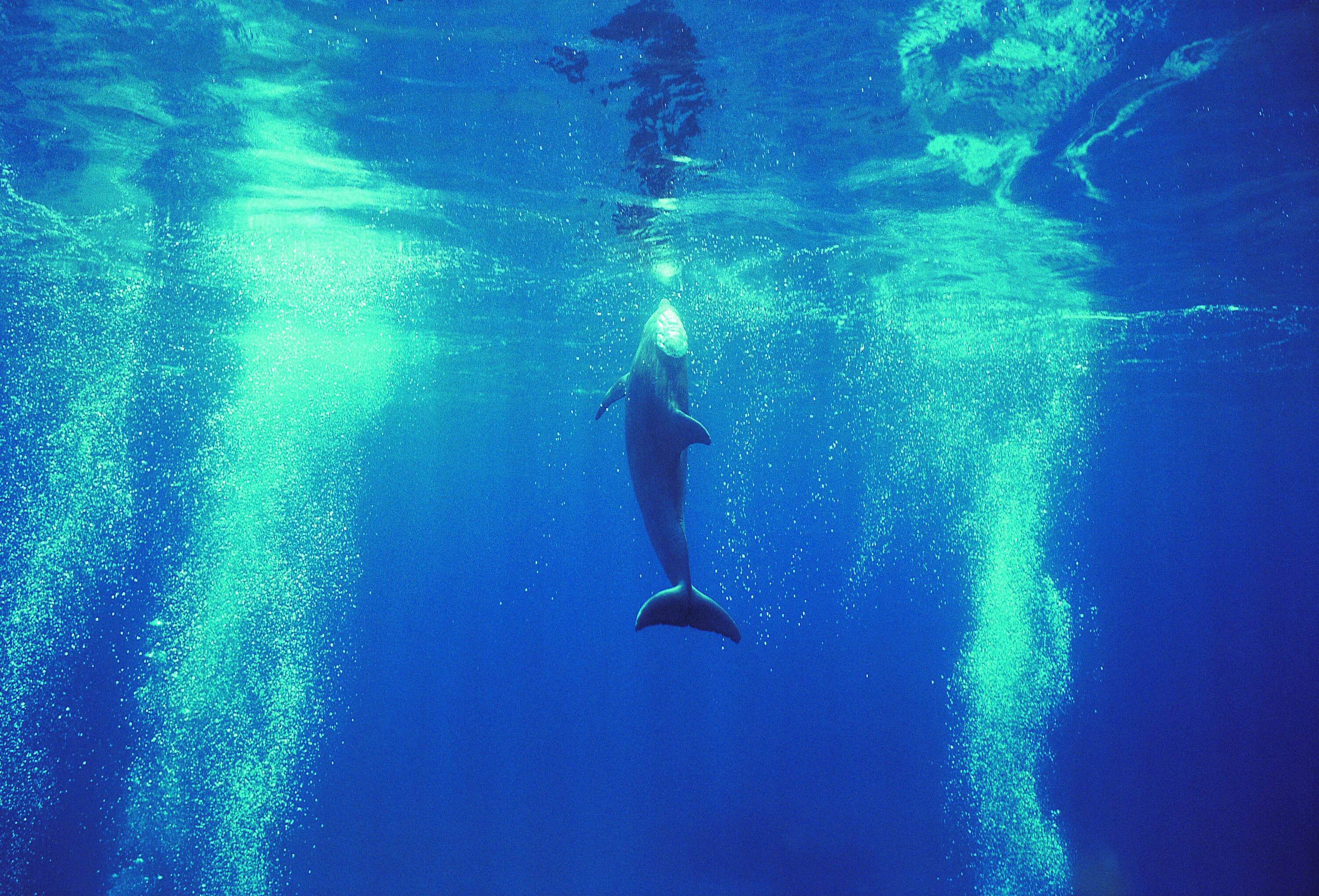 дельфины афалины. дельфины черного моря.