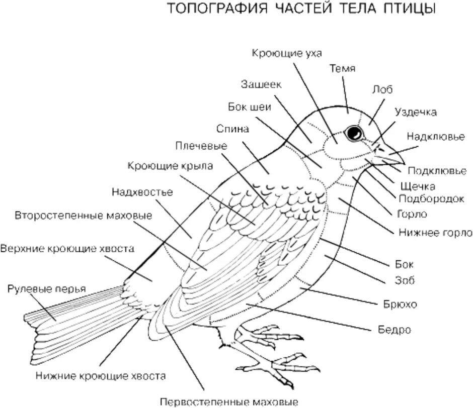 Внешнее строение воробья. Топография частей тела птицы. Схема внешнего строения птицы. Скелет синицы строение. Отделы тела птиц 7 класс