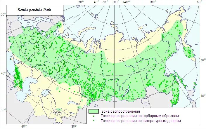 Ареал распространения лиственницы. Граб дерево ареал. Карта распространения березовых лесов в россии. Тополь ареал распространения. Береза повислая ареал.
