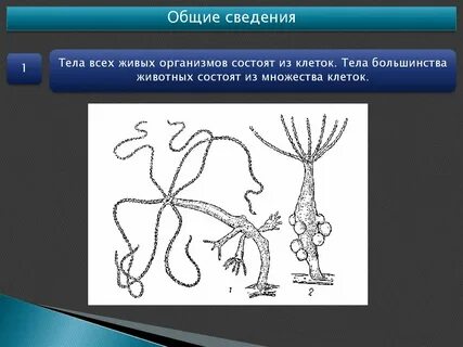 Из множества клеток состоит