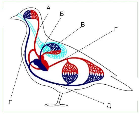 Кровеносная система птиц 8 класс. Схема кровеносной системы птицы схема. Кровеносная система птиц схема. Строение кровеносной системы птиц. Схема кровообращения птиц