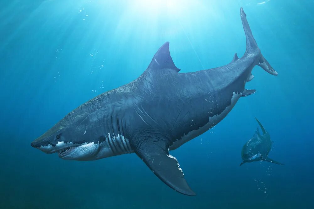 Сама большая акула. Кархародон МЕГАЛОДОН. Гигантская акула МЕГАЛОДОН. Вымершая акула МЕГАЛОДОН. Самая большая акула в мире МЕГАЛОДОН.