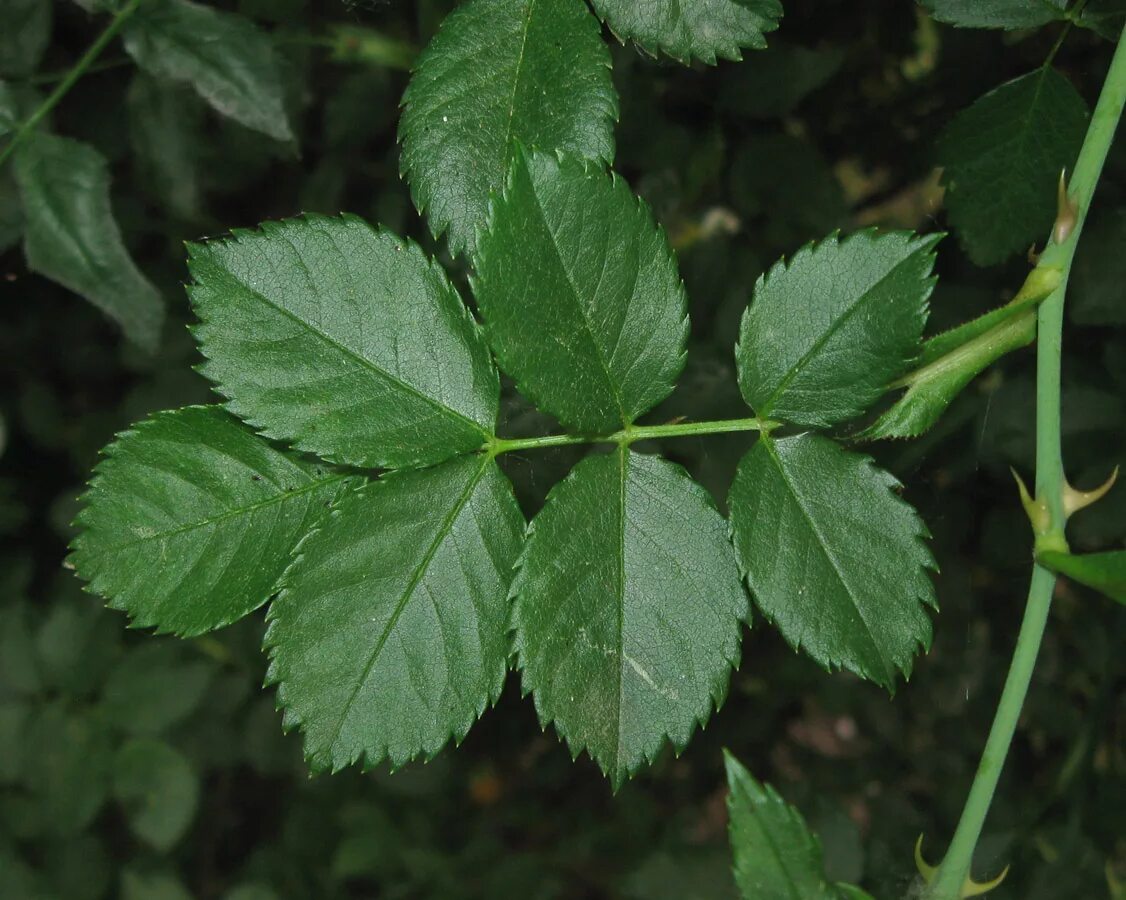 Wallpaper greens, leaves, branch, Bud, briar, veins, sunlight for mobile and des